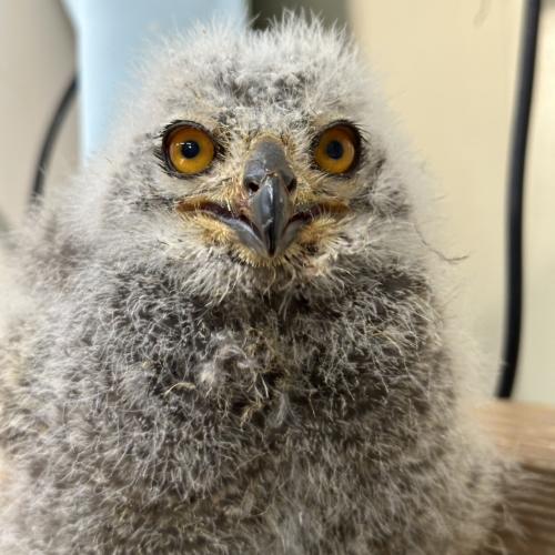 2026-04-21入荷 アフリカワシミミズクの販売情報イメージ3